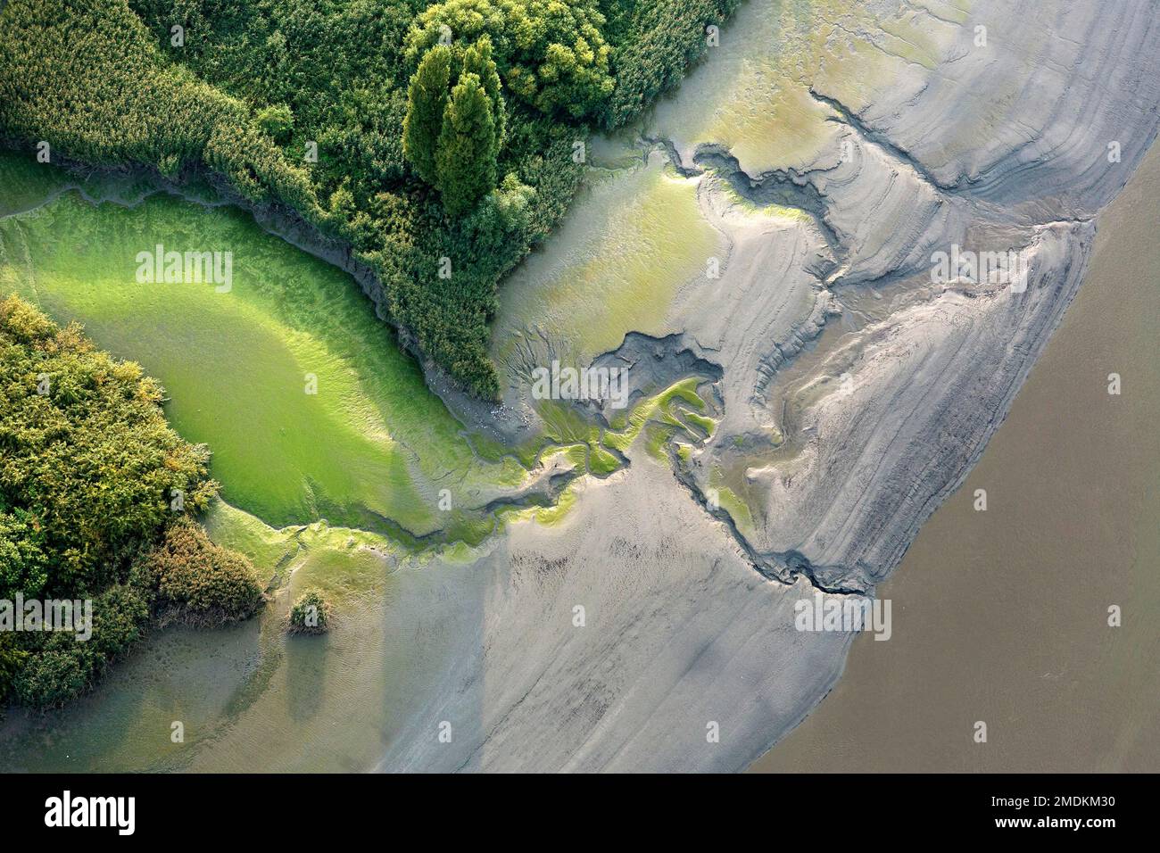 Marea salata di acqua dolce, vista aerea, Belgio, Fiandre Orientali, Zeeschelde Foto Stock
