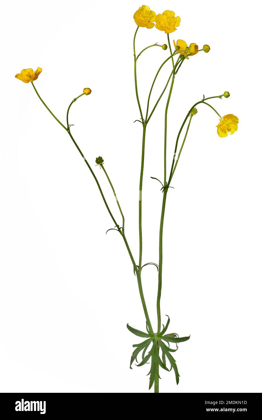 Coppa alta, piede di corona prato verticale (Ranunculus acris, Ranunculus acer), fioritura, ritagli, Germania, Baviera Foto Stock