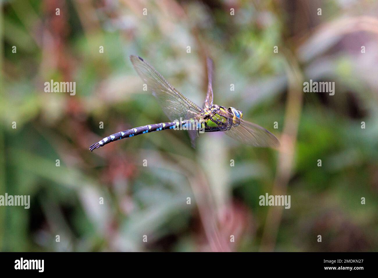Darner blu-verde, aeshna meridionale, falco meridionale (Aeshna cyanea), maschio in volo, Germania, Baviera Foto Stock