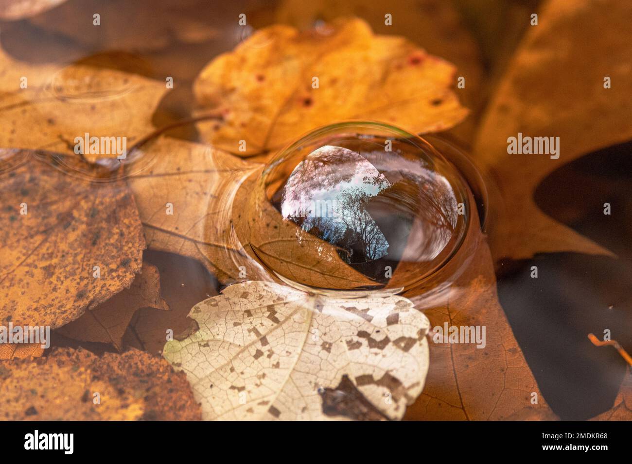 Grande bolla d'aria sull'acqua sopra le foglie autunnali, Germania, Baviera Foto Stock