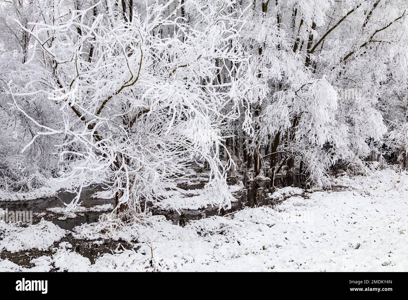Rami ghiacciati su un ruscello con acqua in inverno, paesaggio invernale in Germania Foto Stock