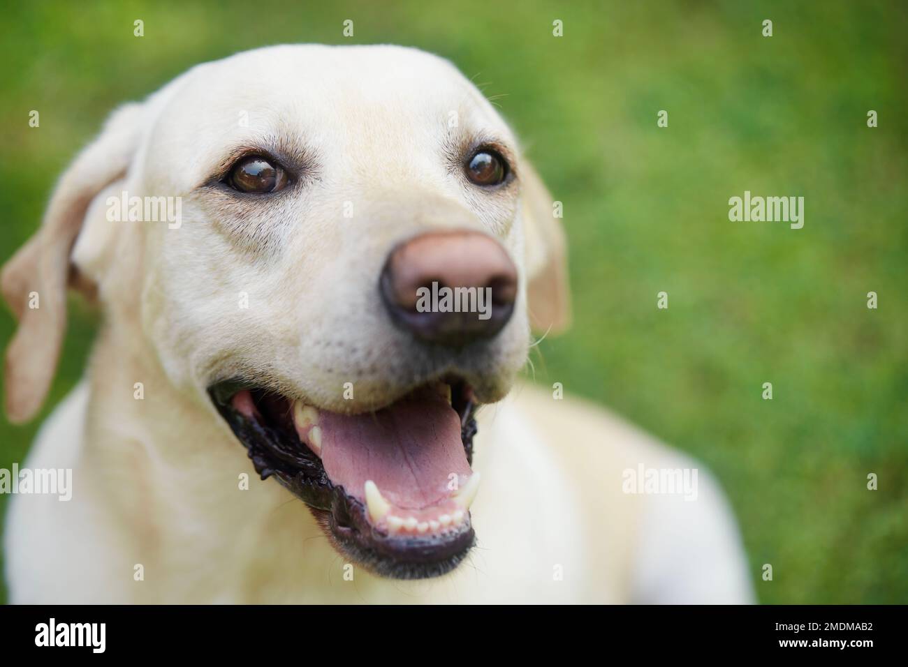 Ritratto di giovane cane carino su medaow. Happy labrador Retriever guarda la fotocamera. Foto Stock