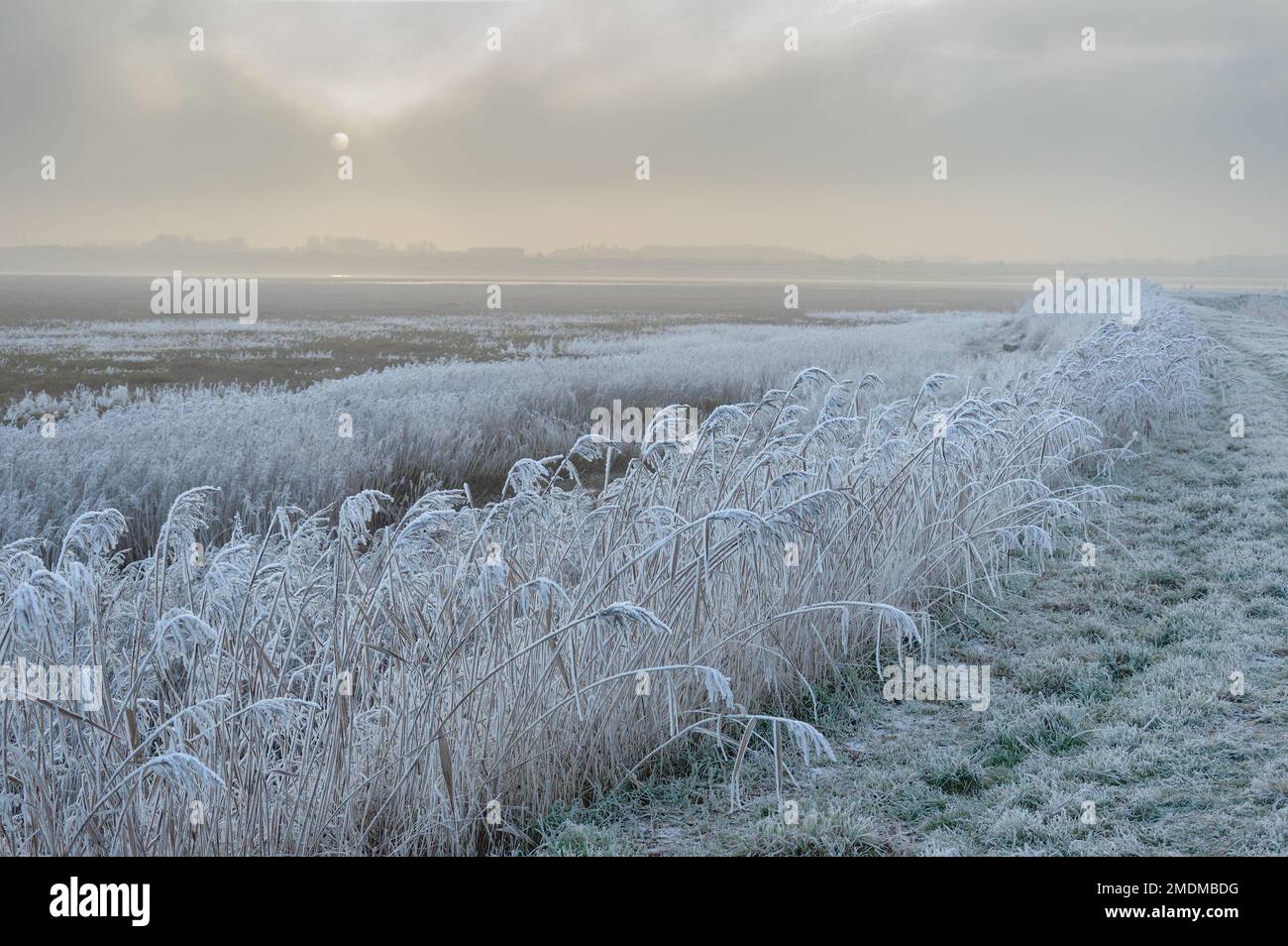 Nebbia gelante che si sgomberano lungo il fiume Wyre nel Lancashire Foto Stock