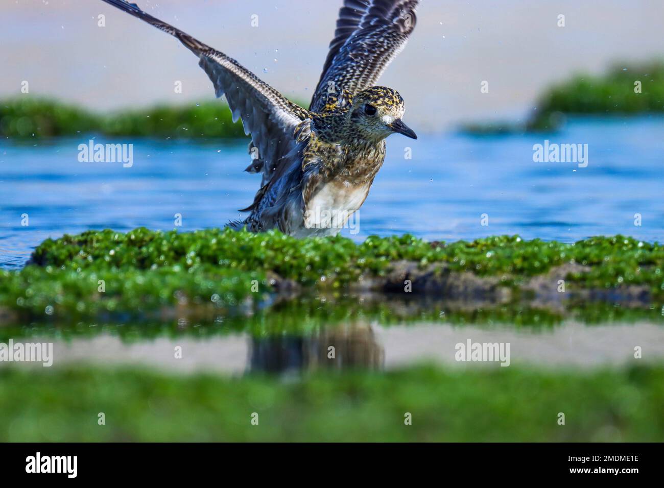 Il plover dorato del Pacifico nuota nell'acqua del fiume. Uccello d'acqua. Foto Stock