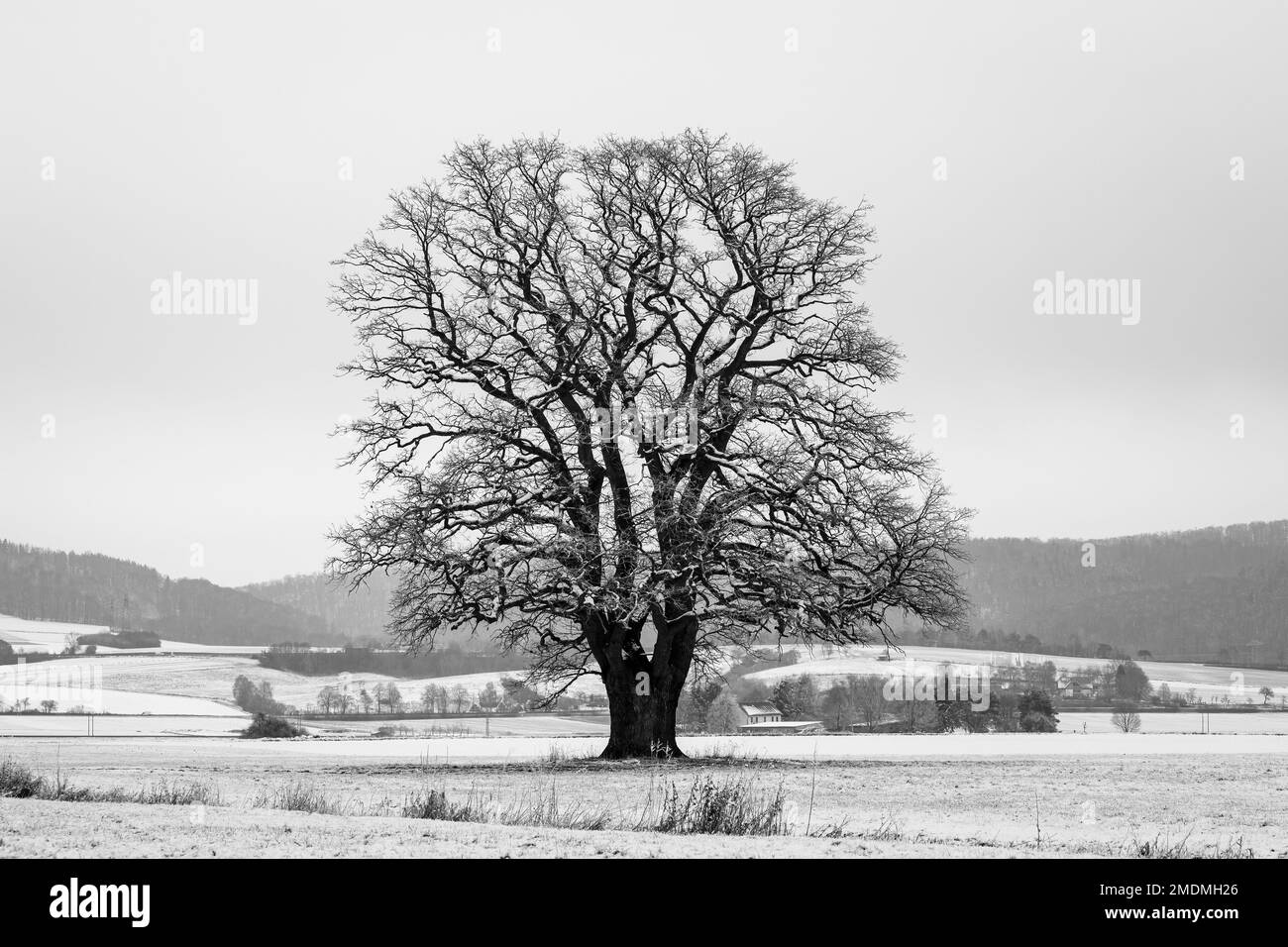 Vecchia quercia in un paesaggio invernale Foto Stock