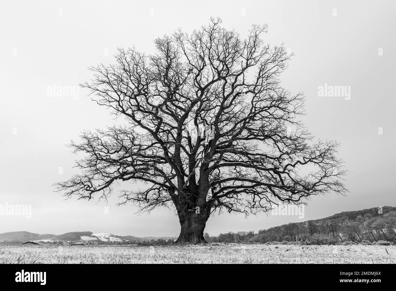 Vecchia quercia in un paesaggio invernale Foto Stock