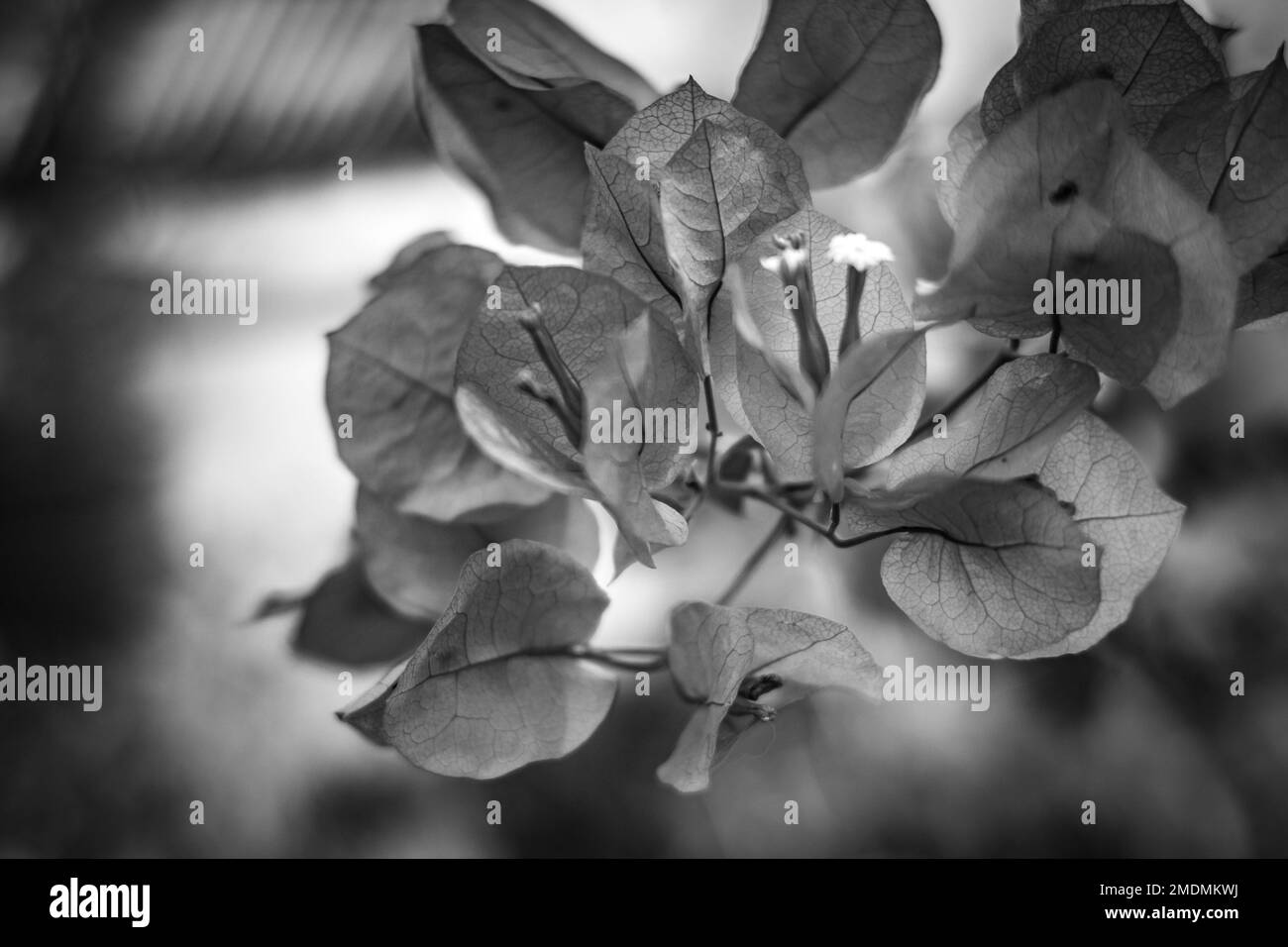 Primo piano profondità di campo bassa impressione in bianco e nero di albero di carta in fiore Foto Stock