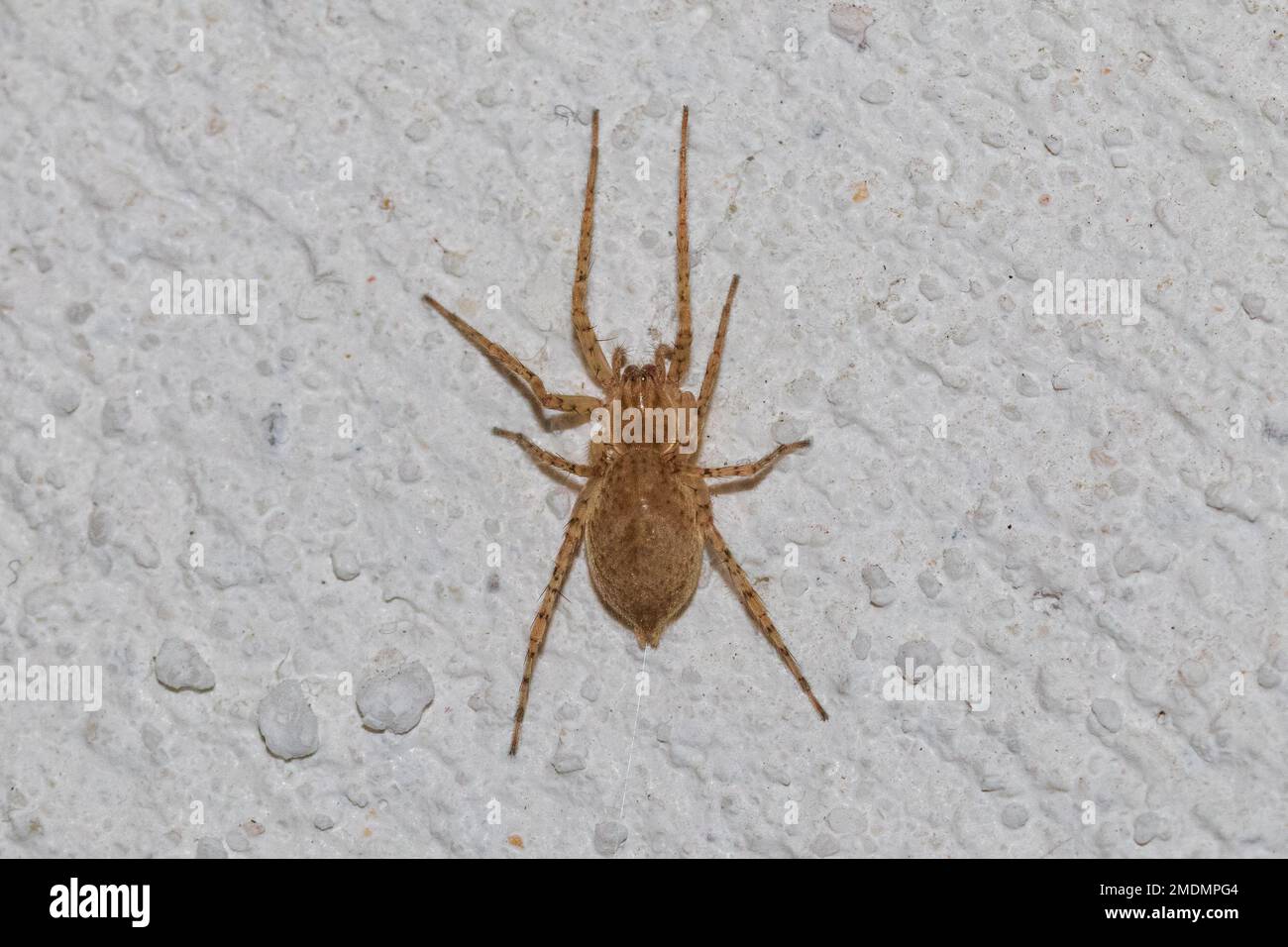 Anyphaena numida, Ghost Spider Foto Stock
