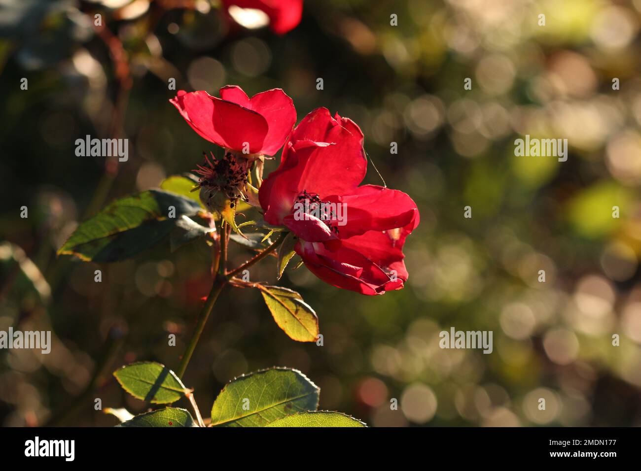 Bel fiore rosso primo piano. Realizzato con Canon 650D con Canon Macrolens Foto Stock