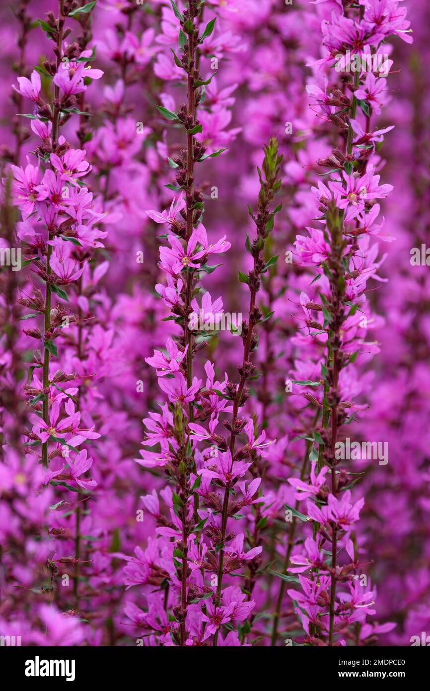 Lythrum salicaria Dropmore Viola, perenne con fiori rosso-viola in sciolto spike di fiori aperti Foto Stock