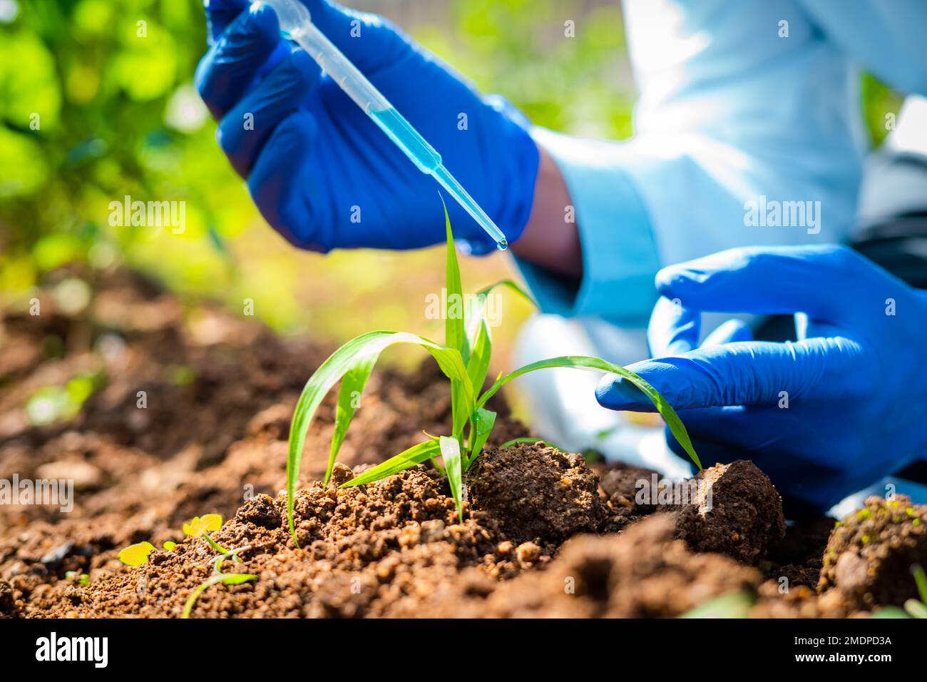 primo piano shot di agro scienziato mani in laboratorio aggiungendo chimico a piccolo laboratorio coltivato pianta - concetto di ricerca, focalizzato e invenzione o. Foto Stock