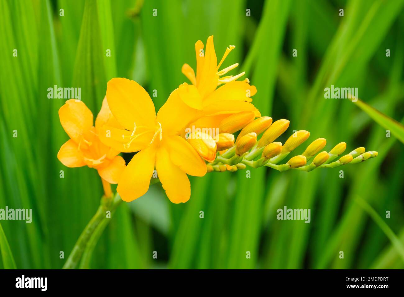 Crocosmia Paul's Best Yellow, montbretia Paul's Best Yellow, erbaceo perenne con fiori tubolari gialli luminosi Foto Stock