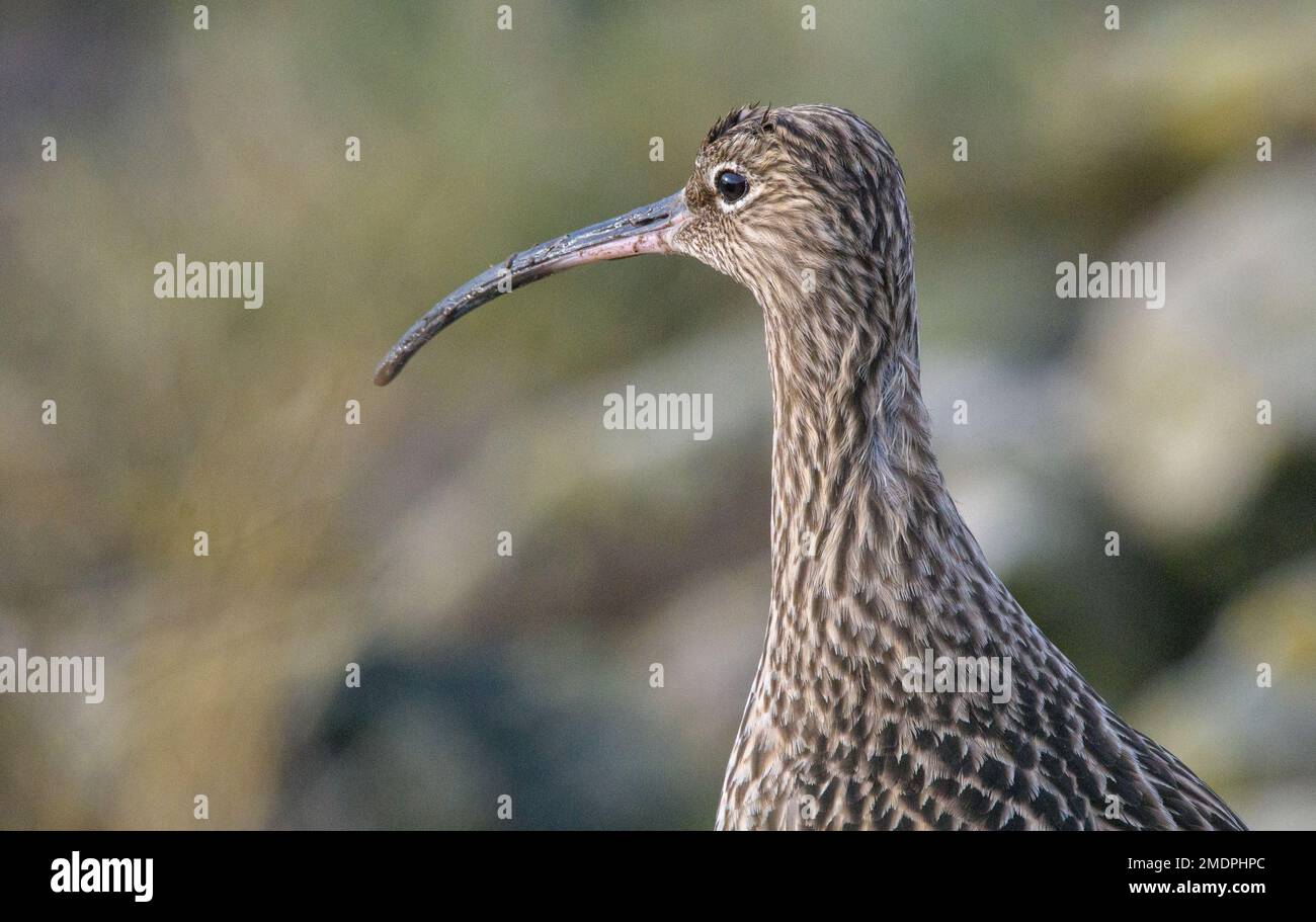 (Curlew Numenius arquata) Foto Stock