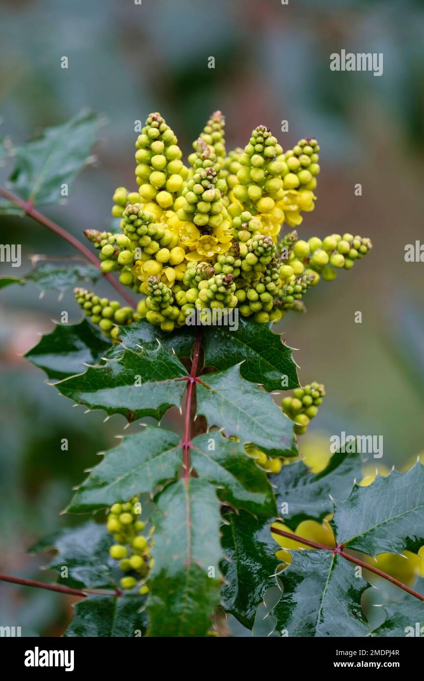 Mahonia aquifolium Caerhays forma, Tall Oregon uva, Berberis aquifolium, fiori gialli, fine inverno Foto Stock