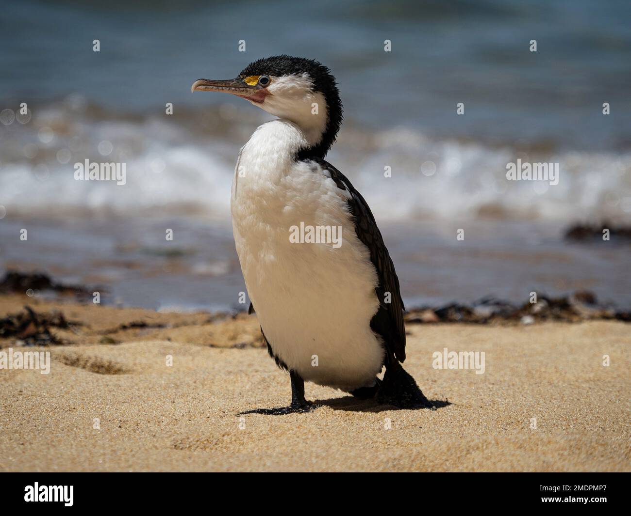 Bianco e nero australiano pied shag cormorano uccello in piedi sulla spiaggia di sabbia in Abel Tasman National Park South Island Nuova Zelanda Foto Stock