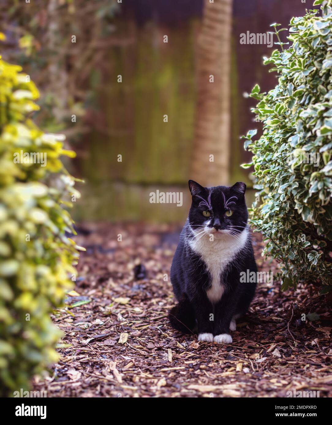 Gatto randagio in posa nel mio giardino Foto Stock