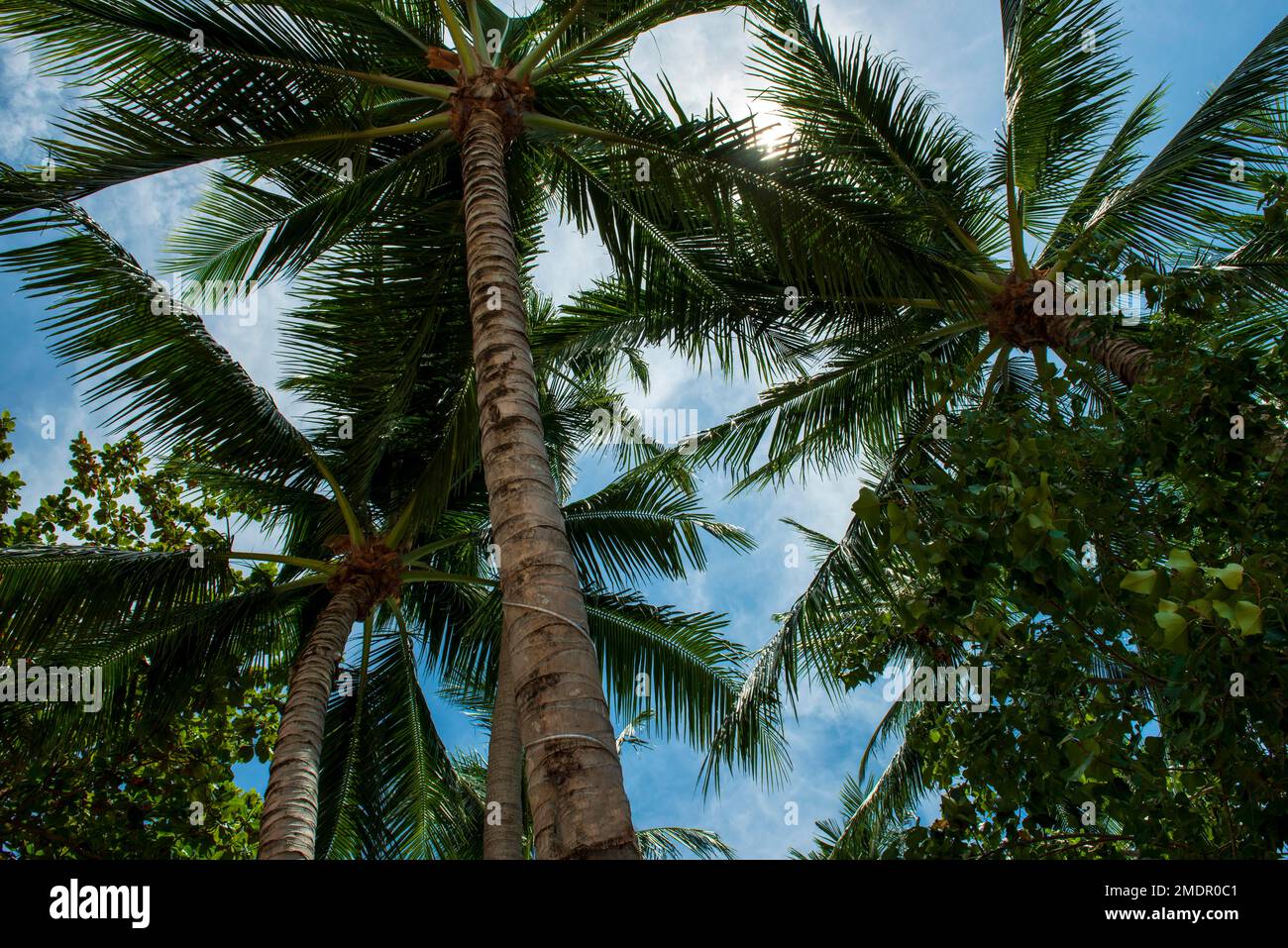 Palm trees, Palm Beach, Lipa noi Beach, Ko Samui Island, Thailandia, Asia Foto Stock
