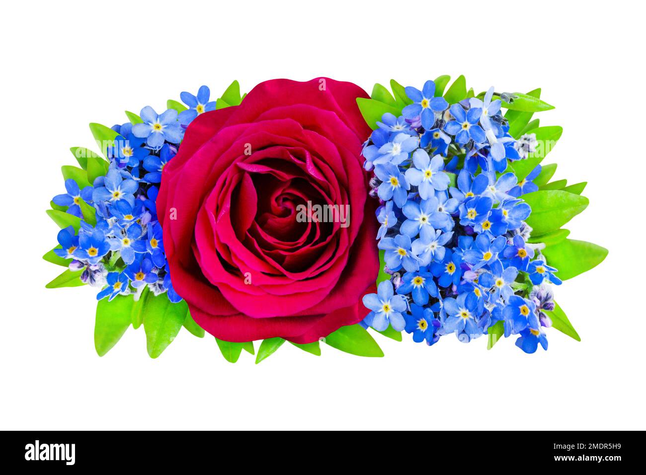 Rosa rossa con fiori dimenticati-me-non isolato su sfondo bianco Foto Stock