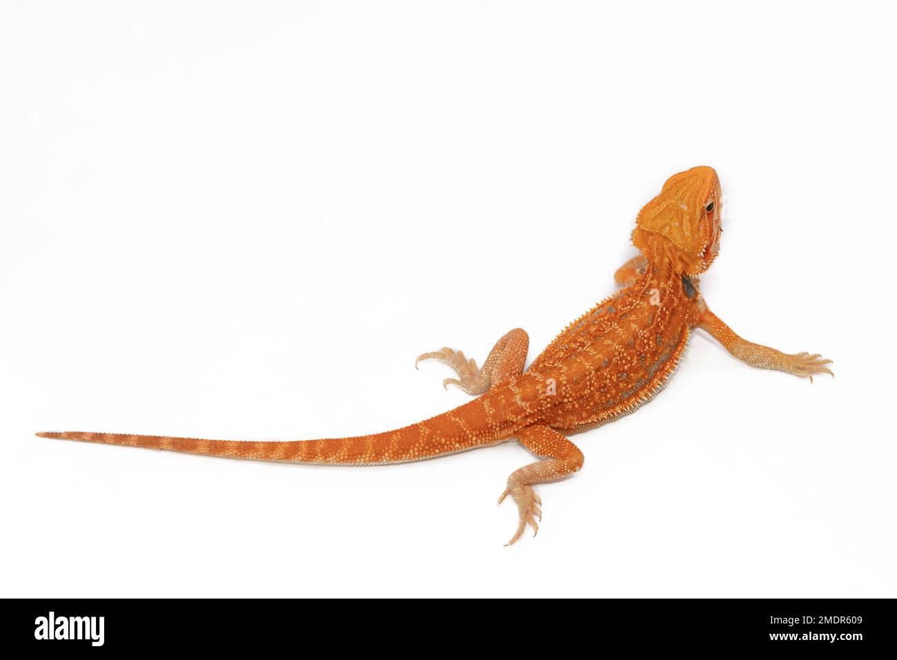 AGAMA iguana rossa beared isolata su sfondo bianco. Pogona è un genere di rettili. Simpatico animale incredibile dall'Australia. Contenuto di lucertola esotica a casa. Foto di alta qualità Foto Stock