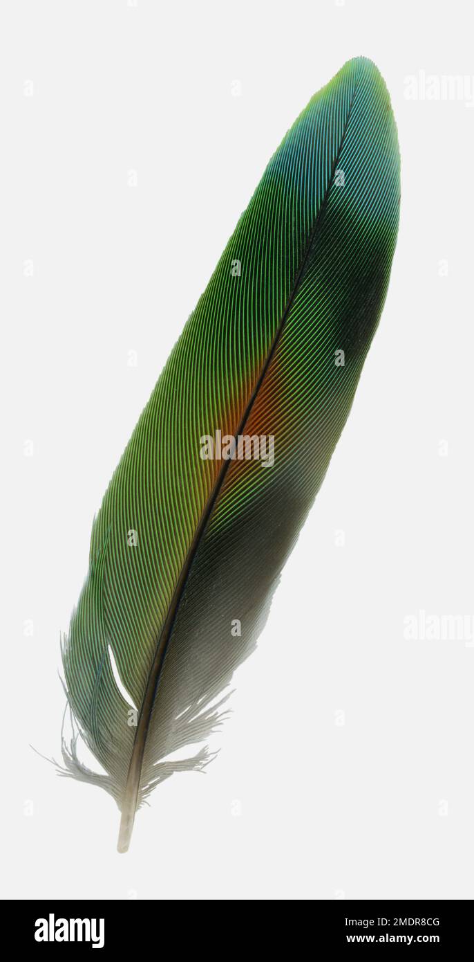 Una piuma di coda di un lovebird ritagliata su uno sfondo bianco Foto Stock