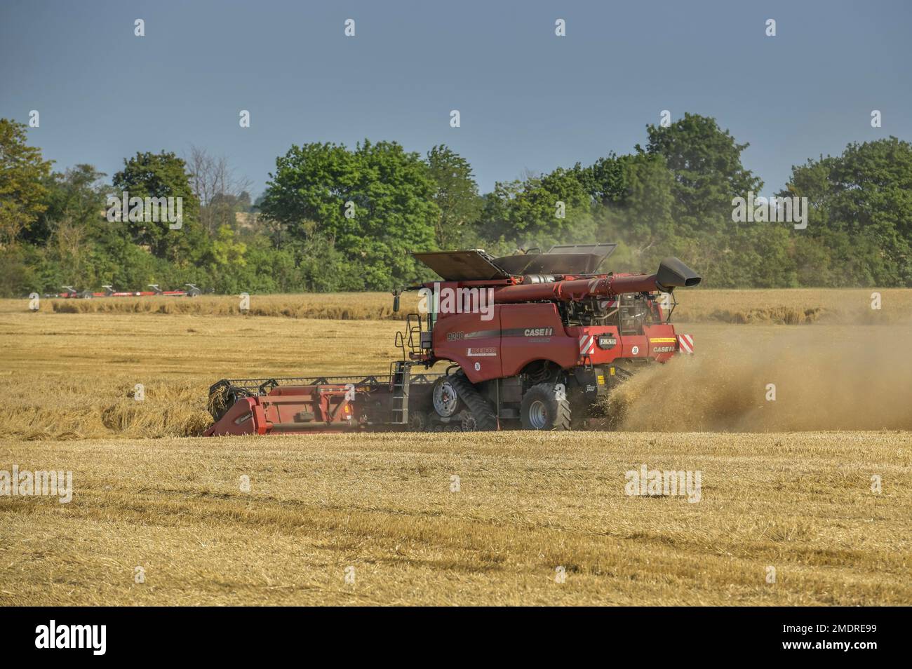 Mietitrebbia, raccolta del grano, Isseroda, Turingia, Germania Foto Stock