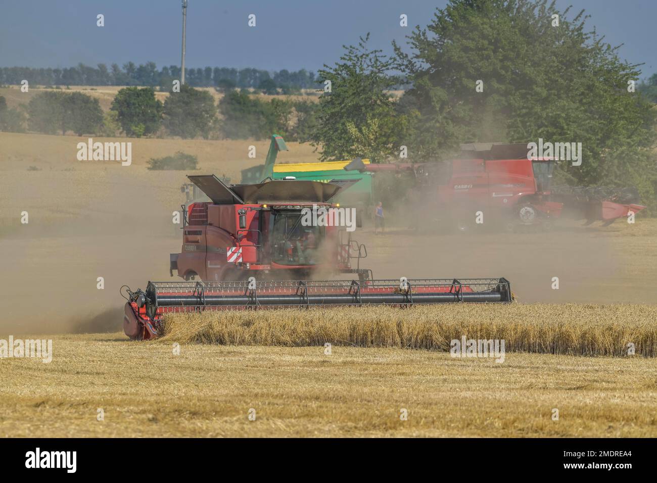 Mietitrebbia, raccolta del grano, Isseroda, Turingia, Germania Foto Stock
