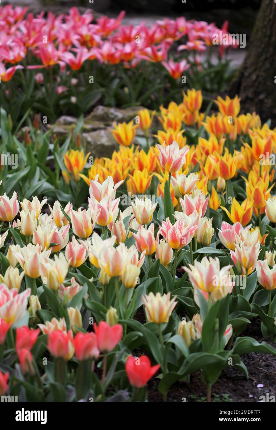 La grande quantità di tulipani colorati in primavera Foto Stock