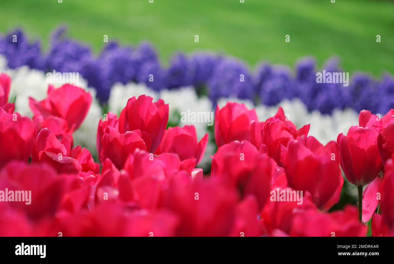 Il aiuole con una grande quantità di tulipani sotto il sole Foto Stock