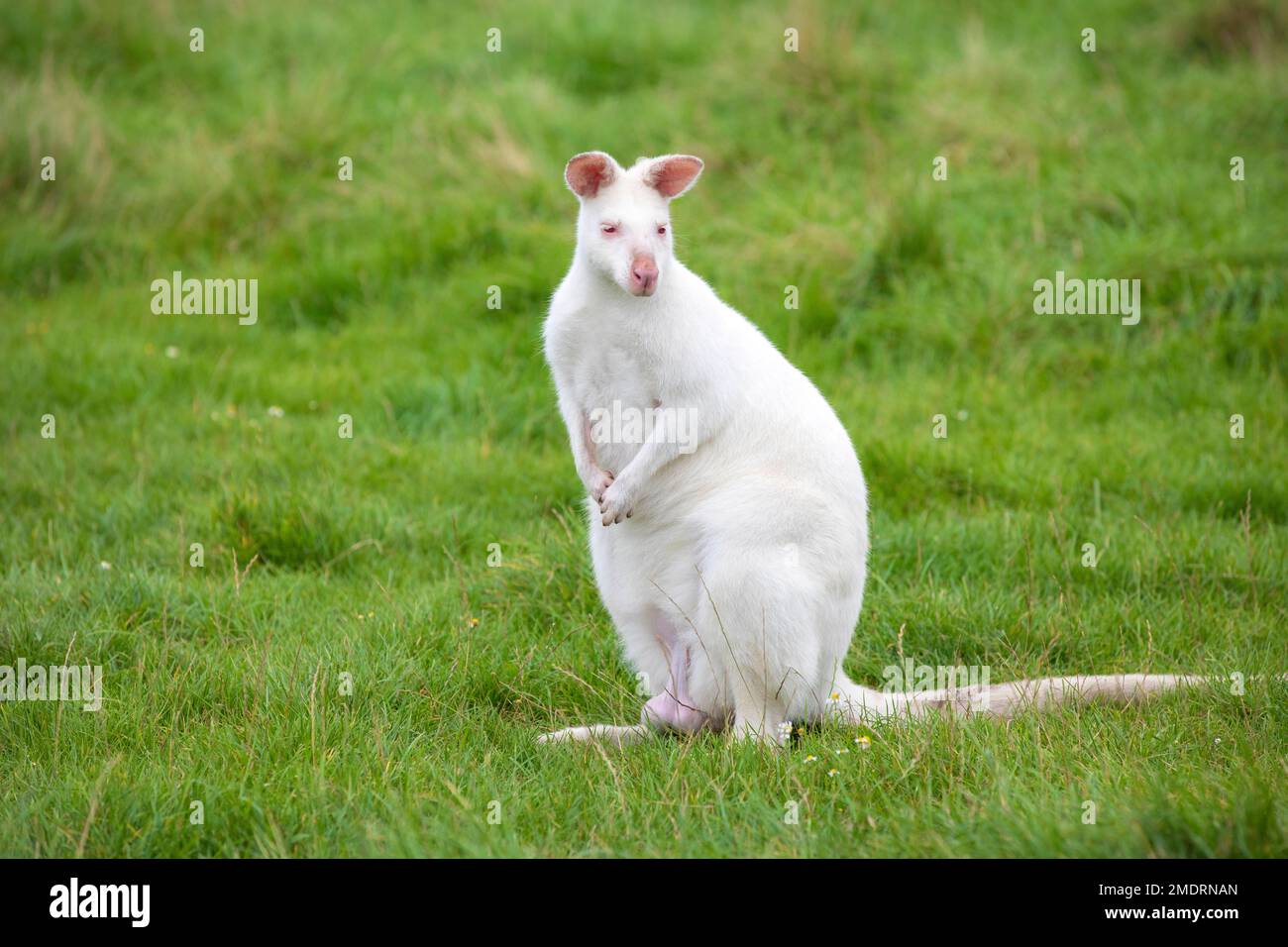 Wallaby albino bianco seduto nell'erba verde in un parco zoologico, canguro australiano Foto Stock