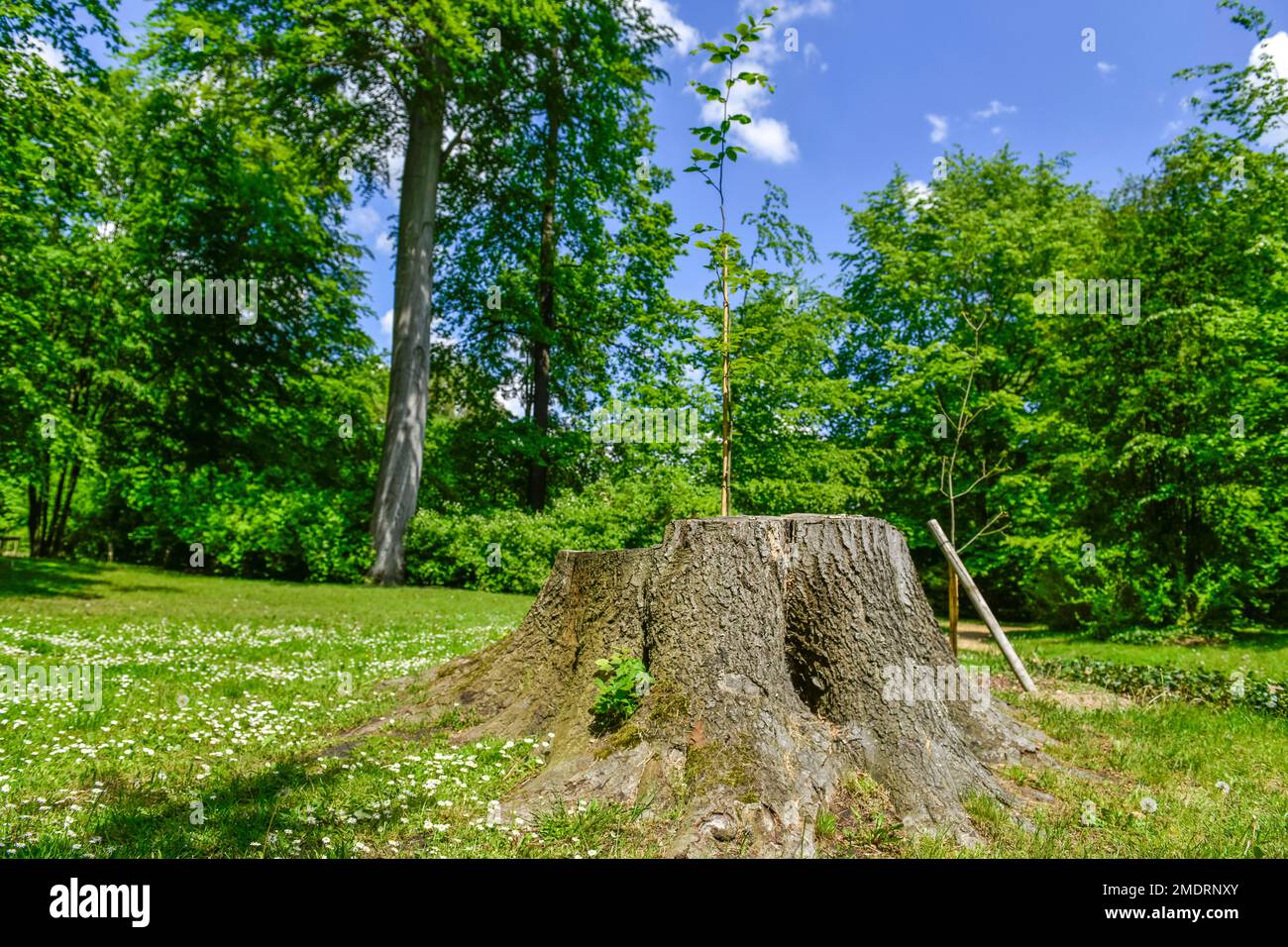 Faggio, moncone, nuova segheria Fuerst-Pueckler-Park Branitz, Cottbus, Brandeburgo, Germania Foto Stock