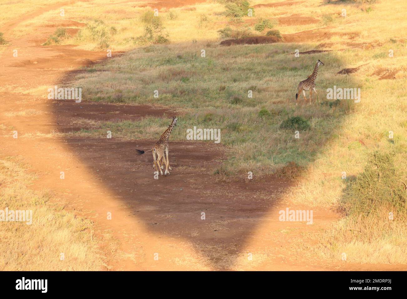 Giro in mongolfiera a Serengeti Foto Stock