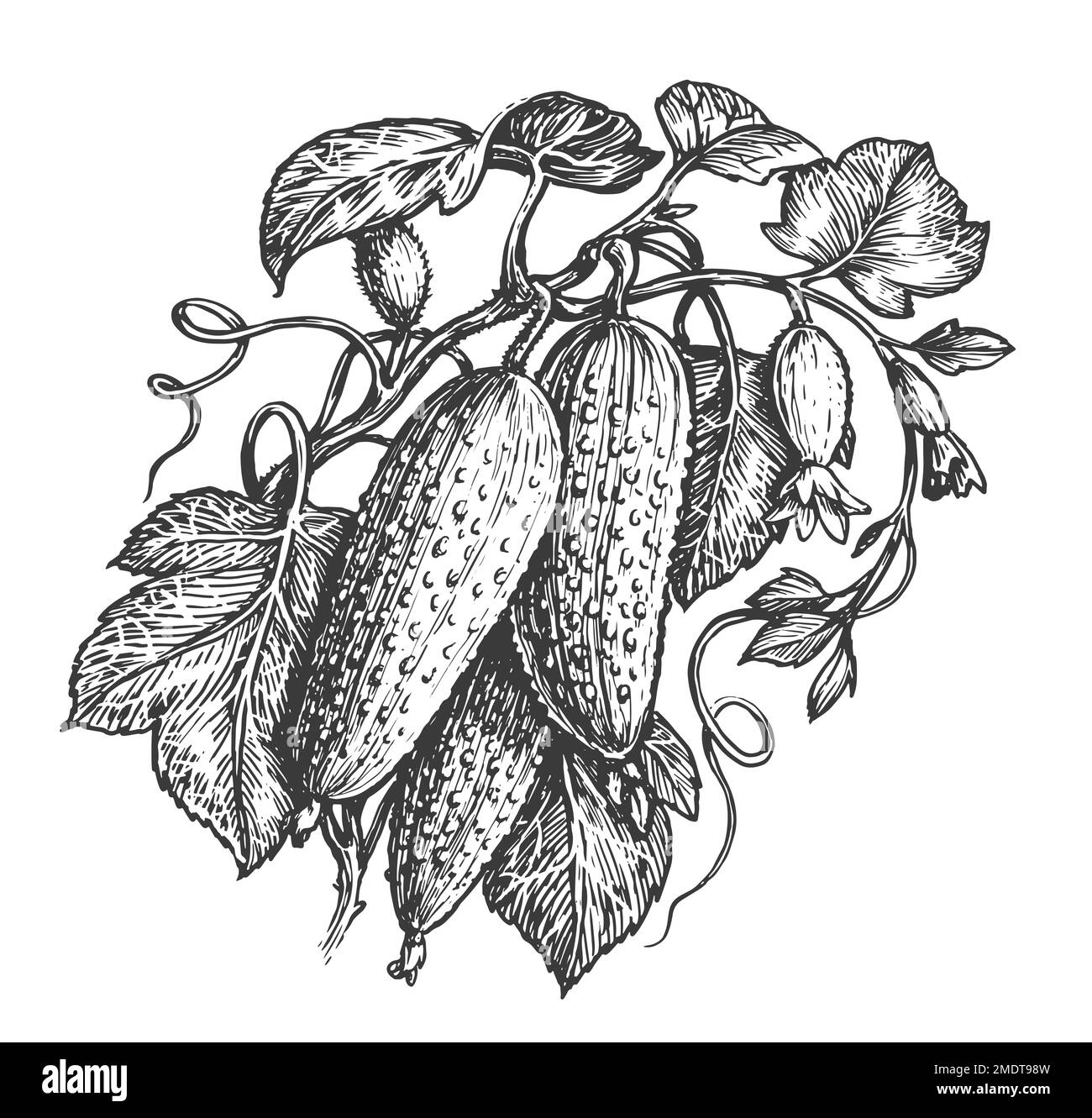 Cetrioli con foglie e fiori isolati su fondo bianco. Verdure biologiche fresche di fattoria, illustrazione di schizzo Foto Stock