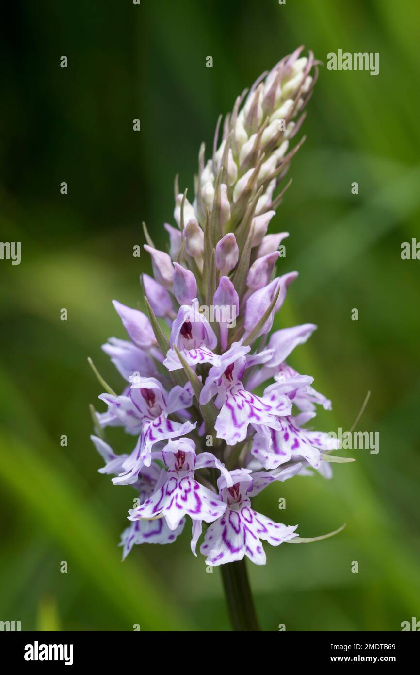 Common spotted orchidea Dactylorhiza fuchsii Foto Stock