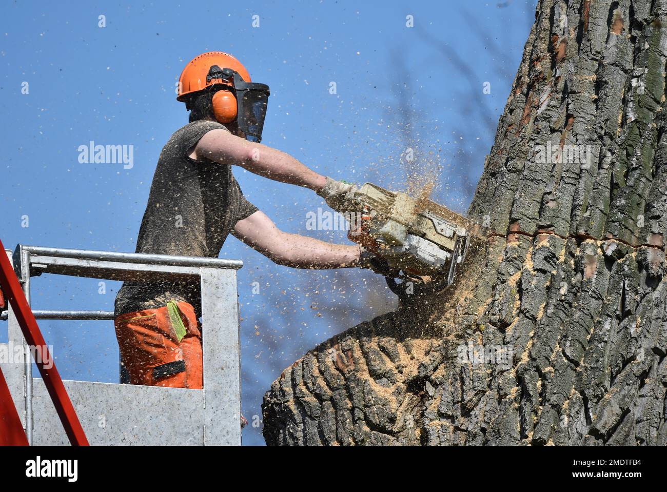 Lavoratore taglia un albero forte con una motosega, Vellmar, Assia, Germania Foto Stock