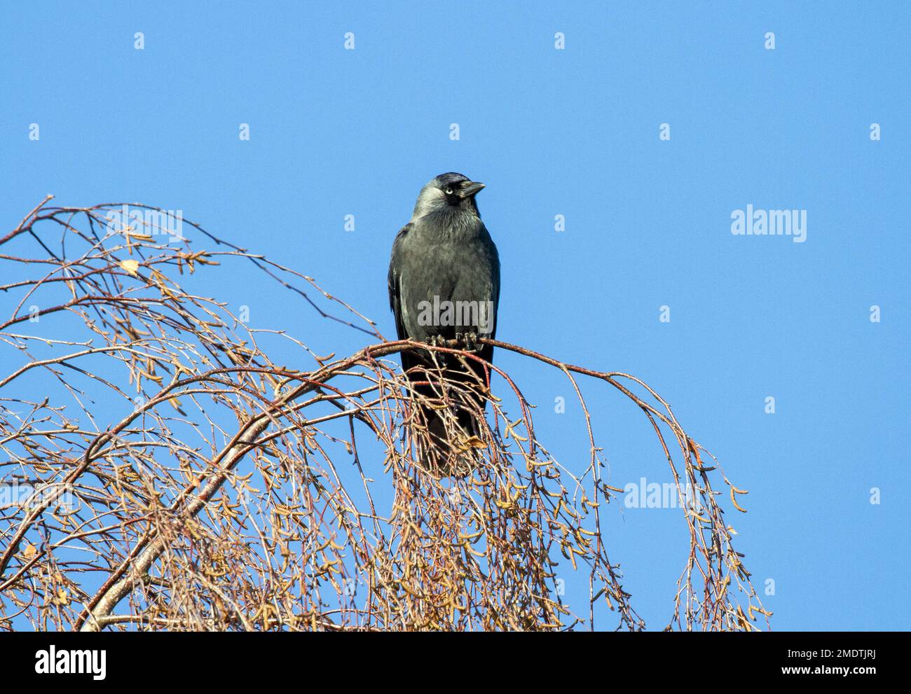 Jackdaw Corvus monidula in un albero in un giardino inglese Foto Stock