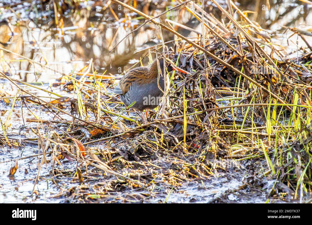 Uccello selvatico, rallo d'acqua Rallus aquaticus mimetizzato nelle canne presso la riserva naturale di Sandbach flashed Cheshire Foto Stock