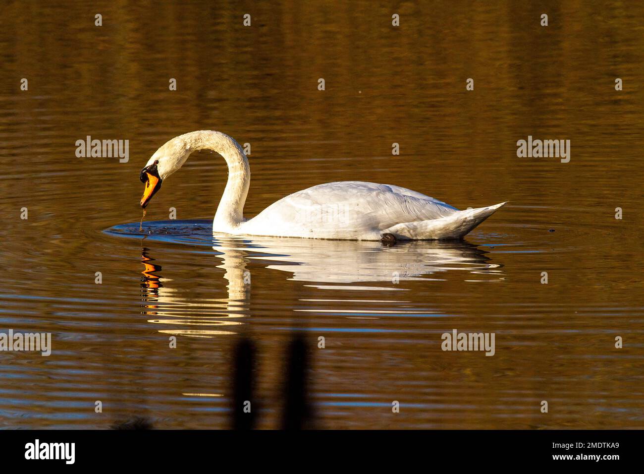Swan con riflessione in acqua al Sandbach flash riserva naturale Foto Stock