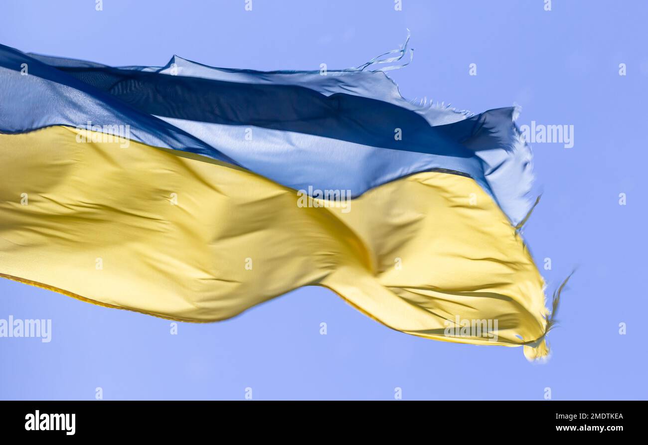 La Ragazza Ucraina Porta La Bandiera Blu E Gialla Dell'Ucraina Che La Ragazza Ucraina Porta La Bandiera Blu E Gialla Dell'Ucraina Che
