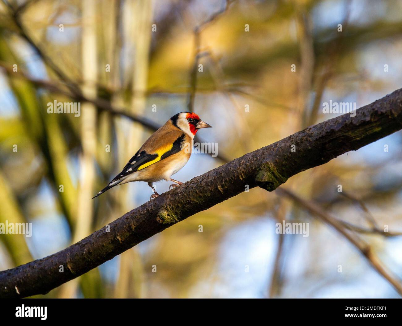 Uccello selvatico, Finch oro Carduelis carduelis su un ramo di albero nella campagna inglese Foto Stock