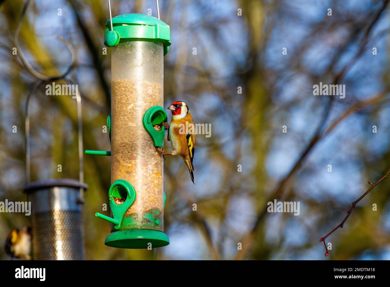 Uccello selvatico, Finch oro Carduelis carduelis nutrire i semi da un alimentatore di uccelli da giardino Foto Stock