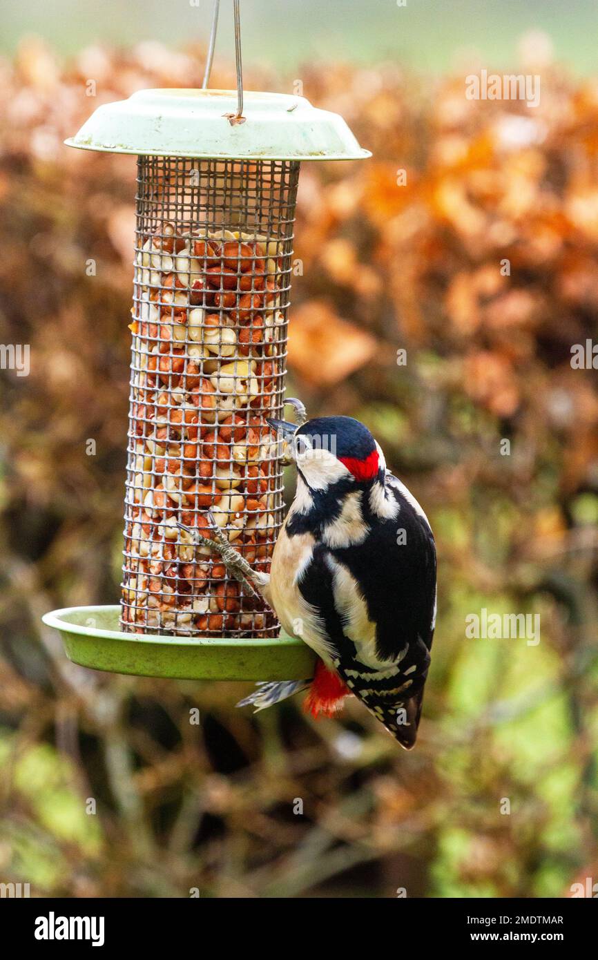 Maggiore picchio macchiato Dendrocopos maggiore alimentazione su arachidi da un alimentatore di uccelli da giardino durante l'inverno Foto Stock