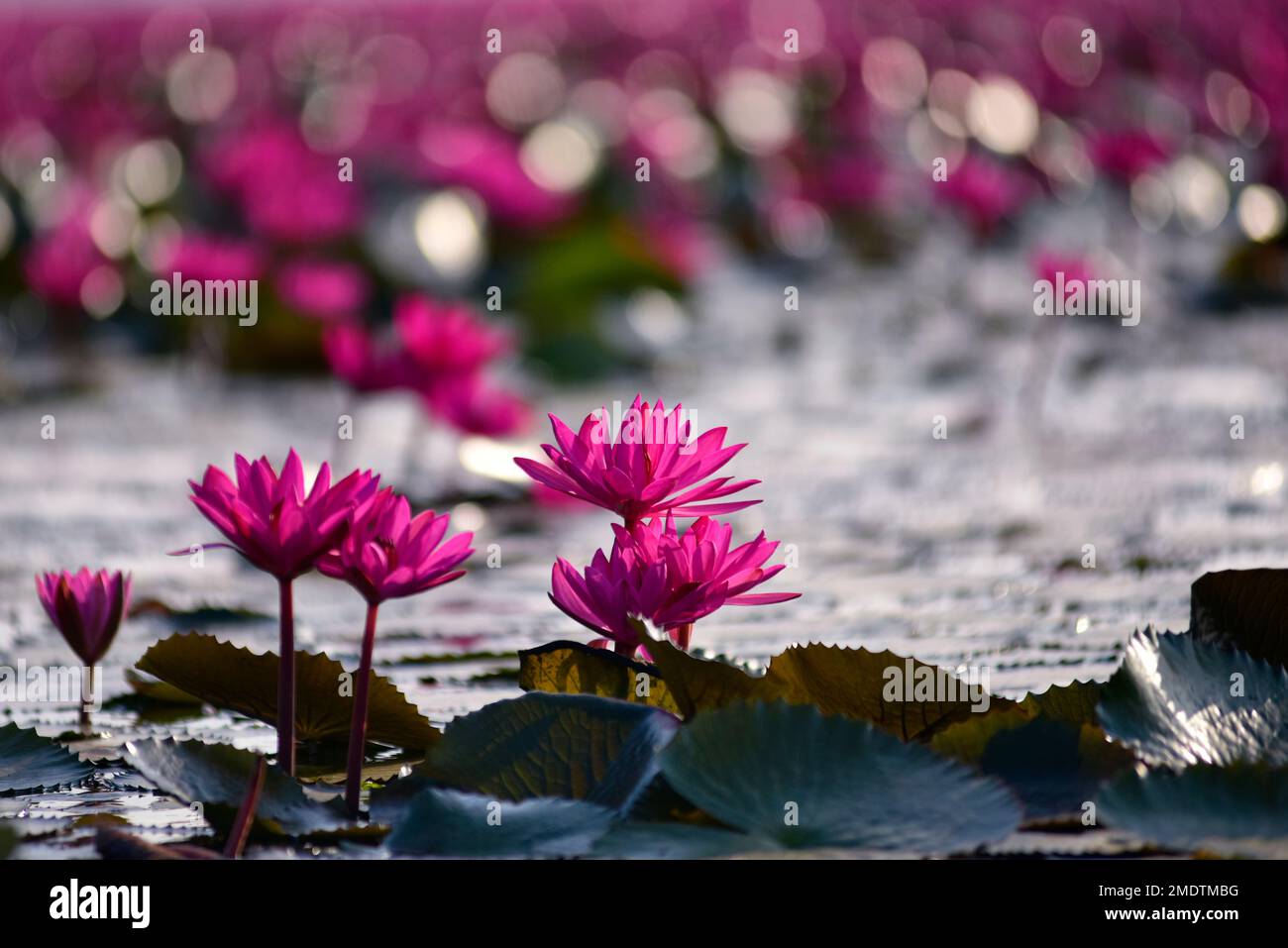 Bel loto rosso. Bella natura Paesaggio rosso Loto mare al mattino con in giornata intensa, Thailandia, loto, rosso loto mare, Udon Thani. Sele Foto Stock