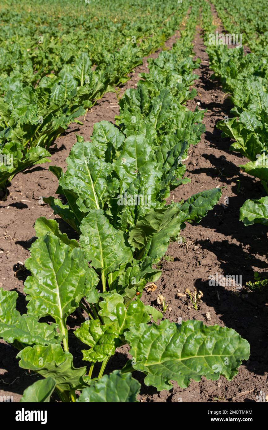 Scenario agricolo del campo di barbabietola da zucchero dolce. Le barbabietole da zucchero sono giovani. Campo di barbabietola da zucchero. Foto Stock