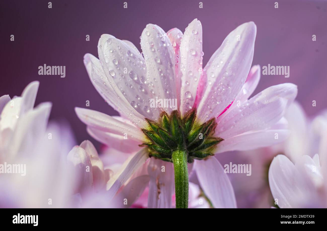 Sfondo bianco crisantemo, vista dall'alto. Sfondi floreali. Fiori Daisy Bouquet fuoco selettivo bello rosa. Foto Stock