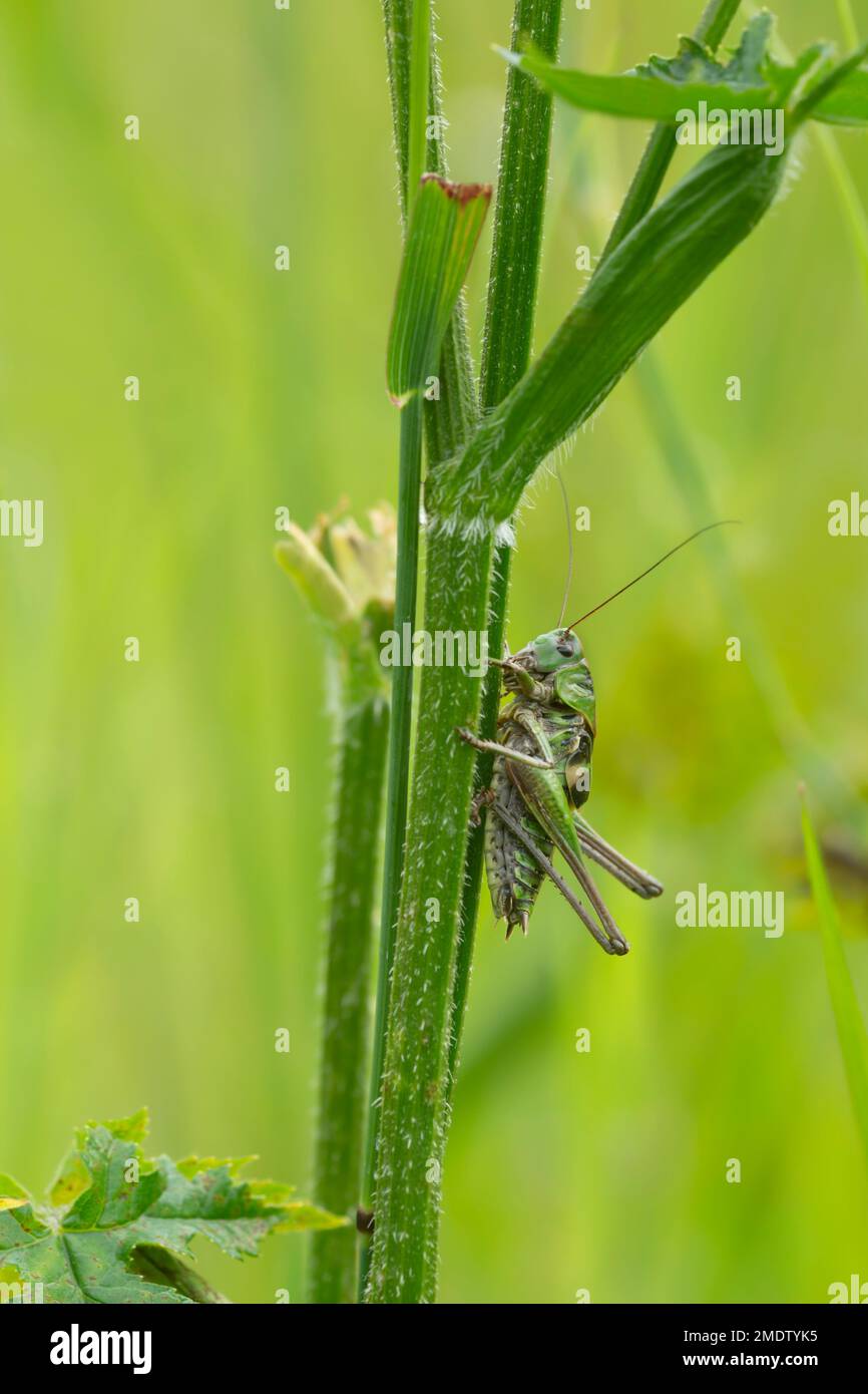 Amaro verruca maschile, Decticus verrucivorus in ambiente naturale Foto Stock
