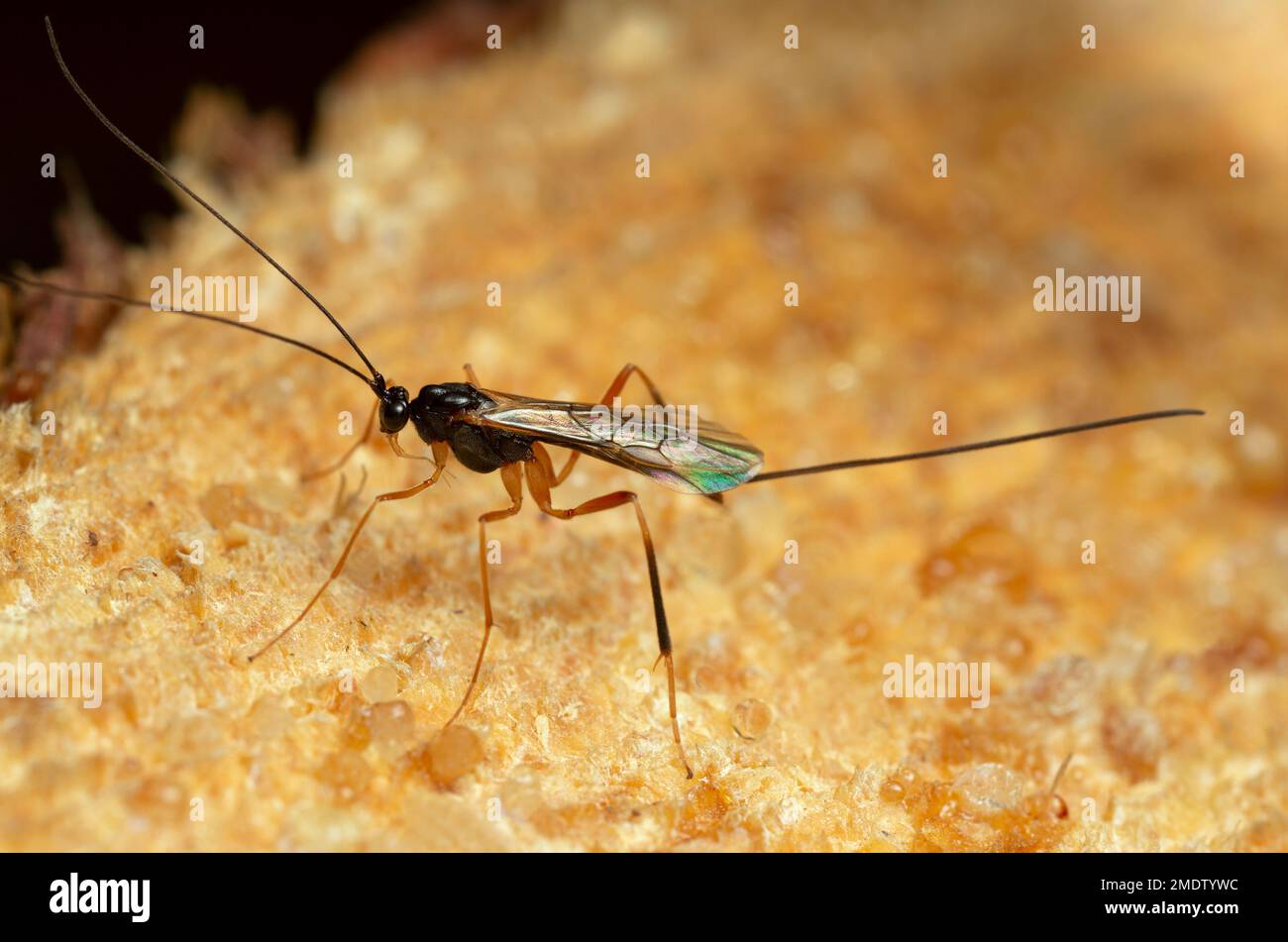 Vespa di Braconide, Macrocentrus su legno di conifere, macro foto Foto Stock