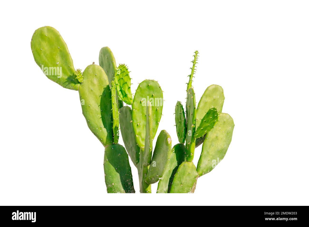 piccolo gruppo di cactus deserto pianta spine guinzite cespuglio isolato su sfondo bianco Foto Stock