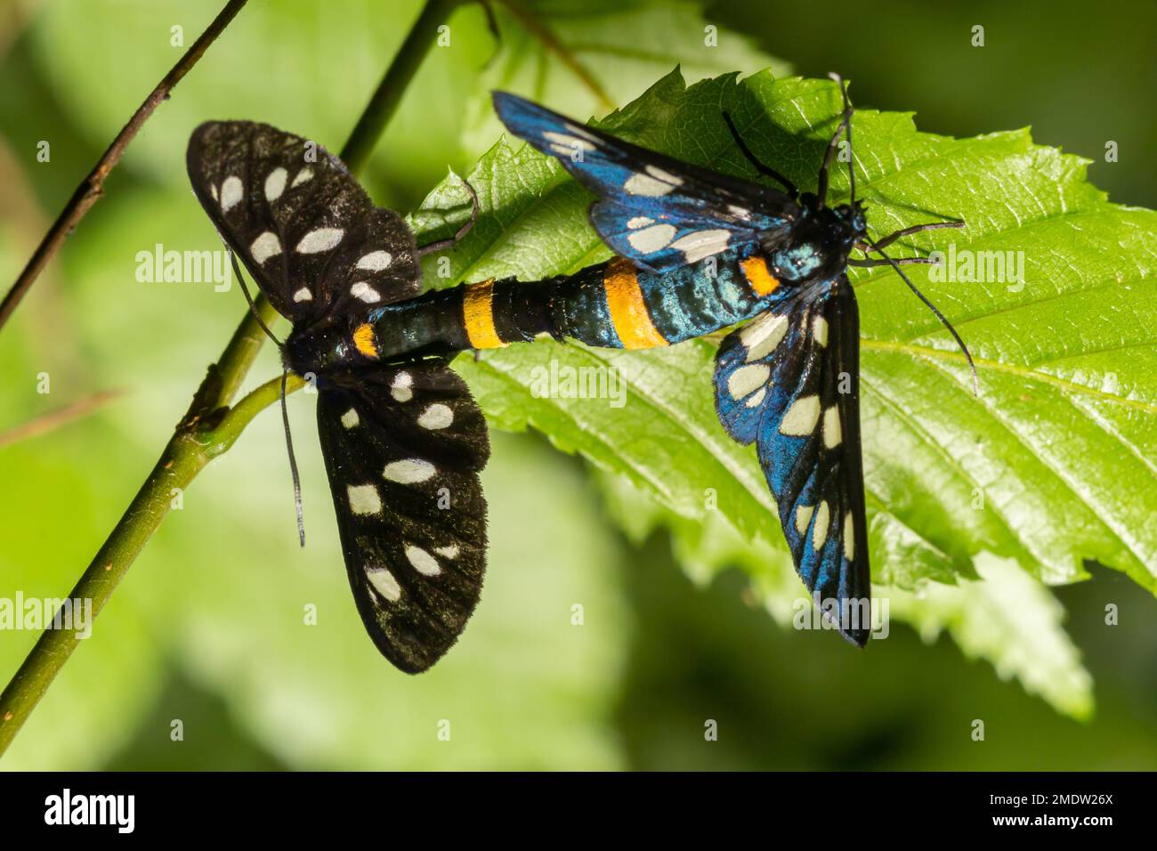 burnet con nove macchie o cintura gialla, Amata phegea, precedentemente Syntomis phegea, macro in erbacce, fuoco selettivo, Bassa DOF Foto Stock