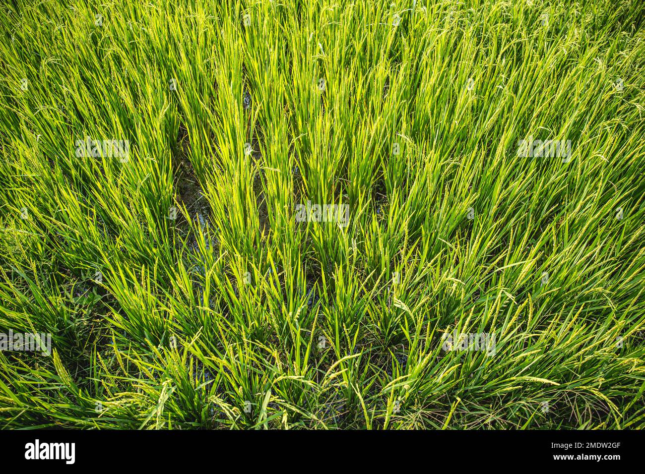 Campo di riso verde vista dall'alto cibo agricoltura nella campagna asiatica paesaggio immagine elemento sfondo Foto Stock