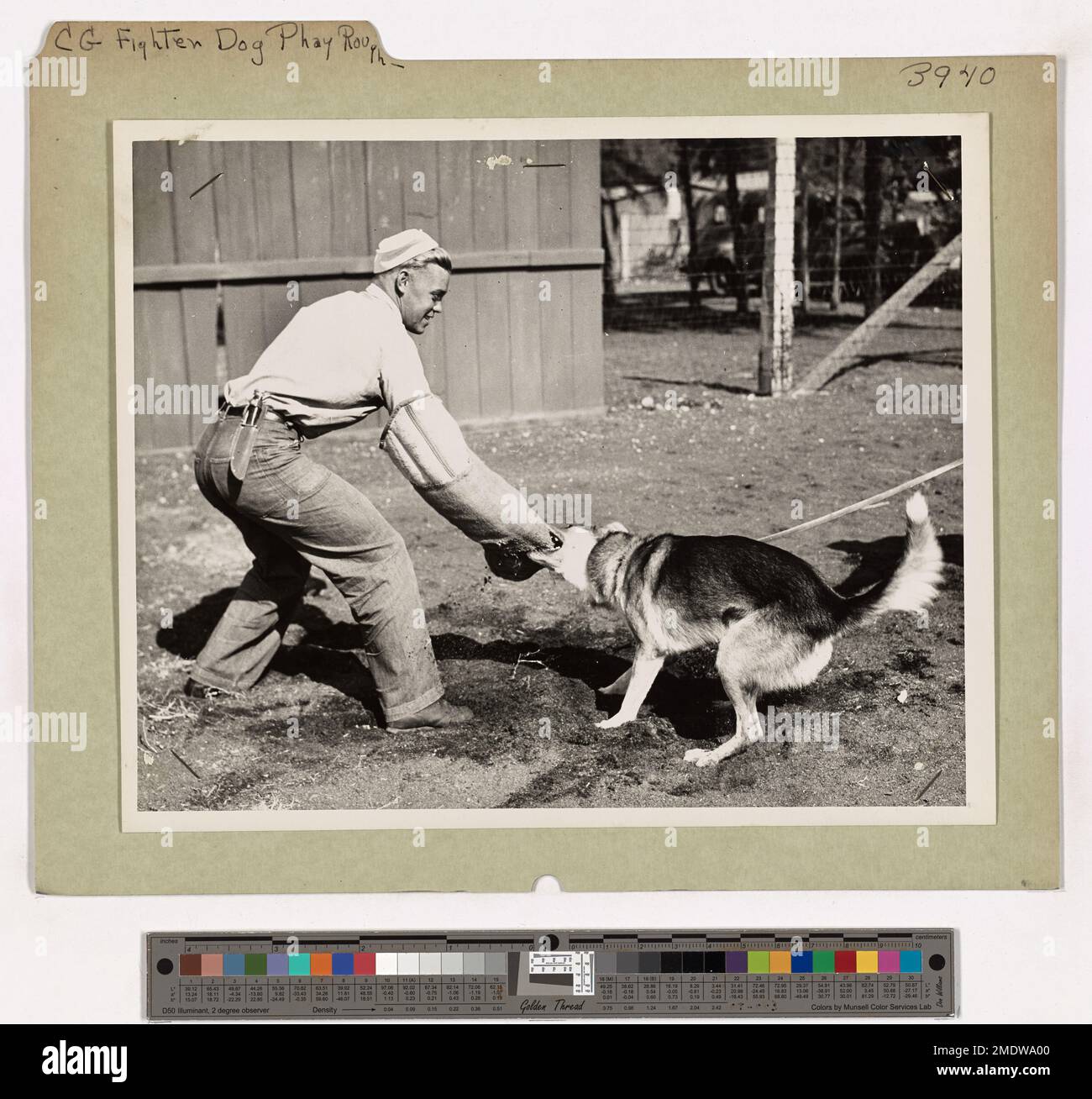 Un cane da caccia della Guardia Costiera viene visto attaccare il suo addestratore in una vigorosa sessione di allenamento. Questa immagine mette in evidenza le esigenze fisiche e la prontezza delle unità militari canine. Foto Stock